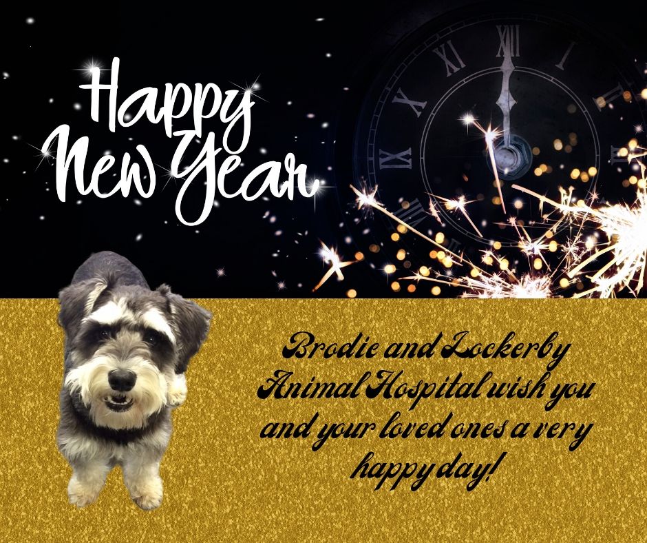 LockerbyAnimal's tweet photo. Happy New Year's Day!  Our team at Lockerby Animal Hospital wishes you all the excitement of a new year.  #HappyNewYear #LockerbyAnimalHospital #sudburydogs #dogsofsudbury #LAH https://t.co/A5HnlEc9G2