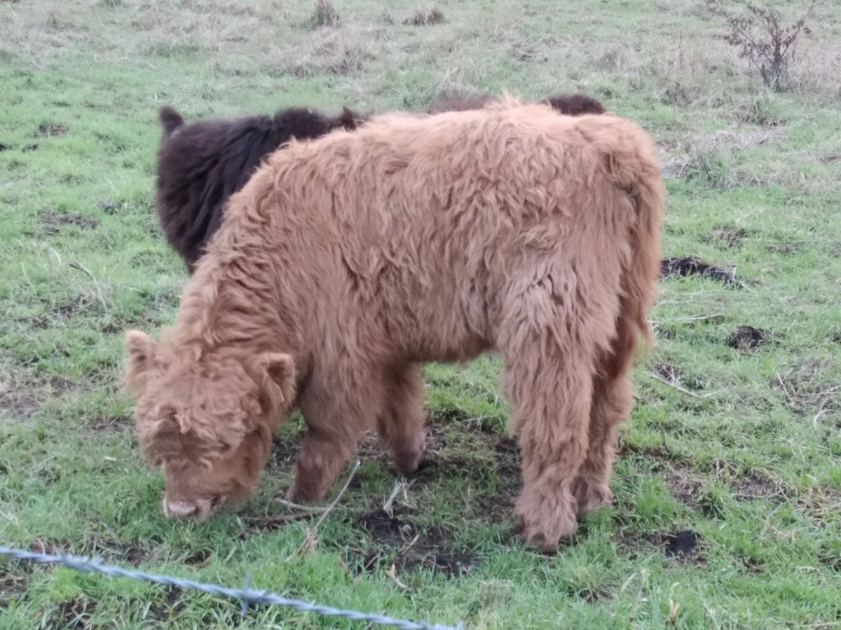 RosyCrawford's tweet photo. Catching up with a fellow ginger @WickenFenNT #canikeepit https://t.co/UvFMhgeaMP
