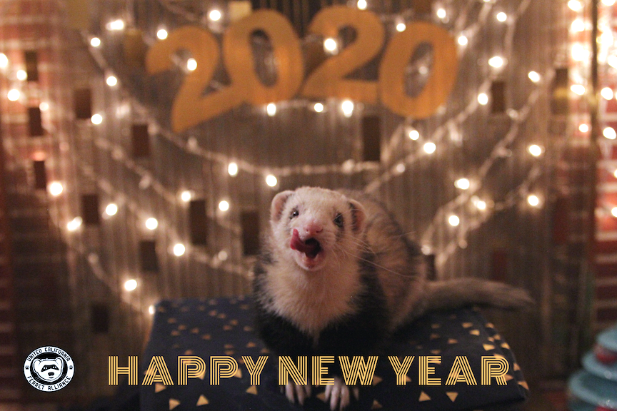 CalFerrets's tweet photo. Out with the old, in with the new: may you be happy the whole year through. Happy New Year!
—— ⁠
#CaliforniaFerrets #ferretfreedom #ferrets https://t.co/CSfLTLFfge