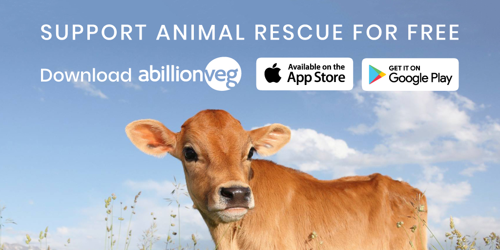 becky_shade's tweet photo. Want to save more animals in #2020? 🐮🐷🐥 @abillionveg donates $1 to animal sanctuaries + charities like @MercyForAnimals, @WoodstockFarm, @seashepherd &amp; more for every review on the app. Sign-up here: https://t.co/6NqBTw2dj3 https://t.co/mv7z9KRzQ4