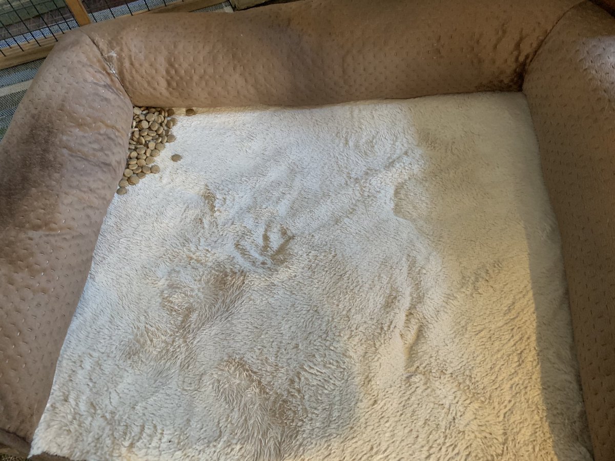 CafeATS's tweet photo. Our dog is preparing for the Apocalypse! https://t.co/LGI6k1pQ6l
