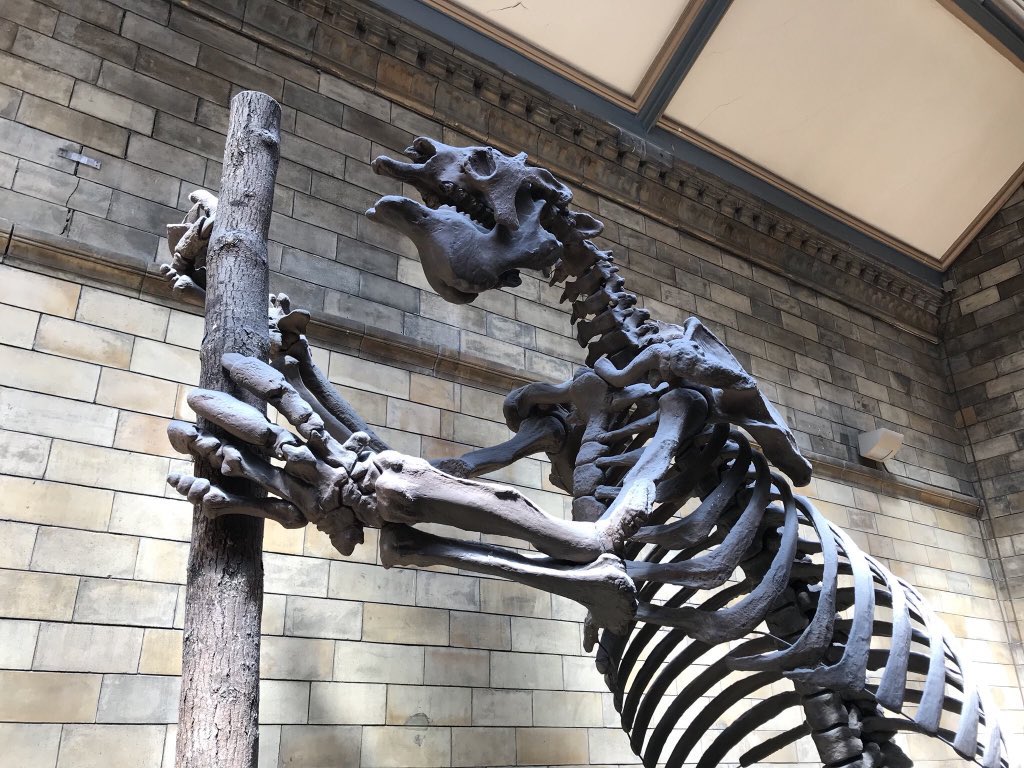 Who dug these giant tunnels?Megatherium americanum was up to 10 times the size of living sloths reaching weights of up to 4 tonnes. On its hind legs, it would have stood a full 3.5 m tall. It is the largest known bipedal mammal  https://www.nhm.ac.uk/discover/what-was-megatherium.html