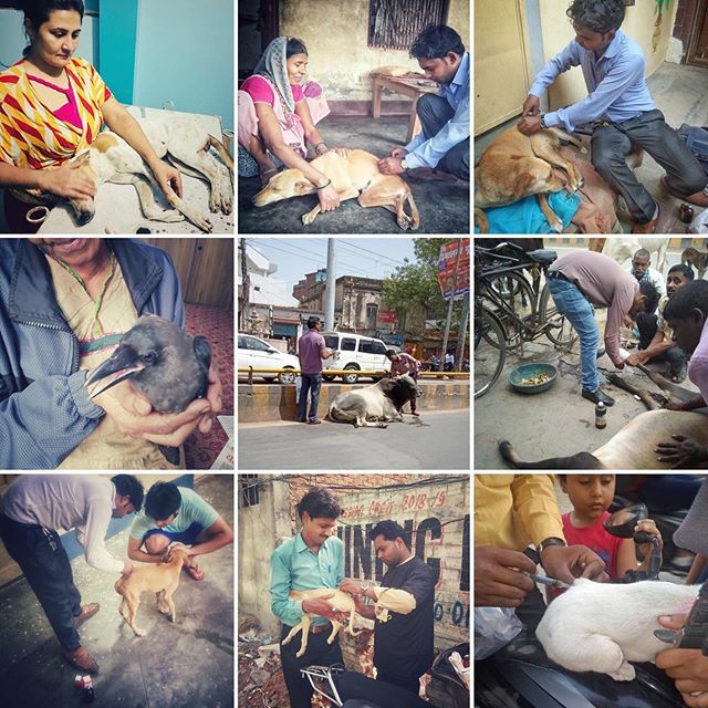 dogsoftheganges's tweet photo. Happy New Year! A huge thank you to all our volunteers in India and Canada, our donors, the two amazing staff members in Varanasi, and our partner organization @fiapoindia. May 2020 bring compassion for all beings and a happy and healthy year to all!
.
.… https://t.co/IyvjQ9qTgR https://t.co/0s1diOsS1m