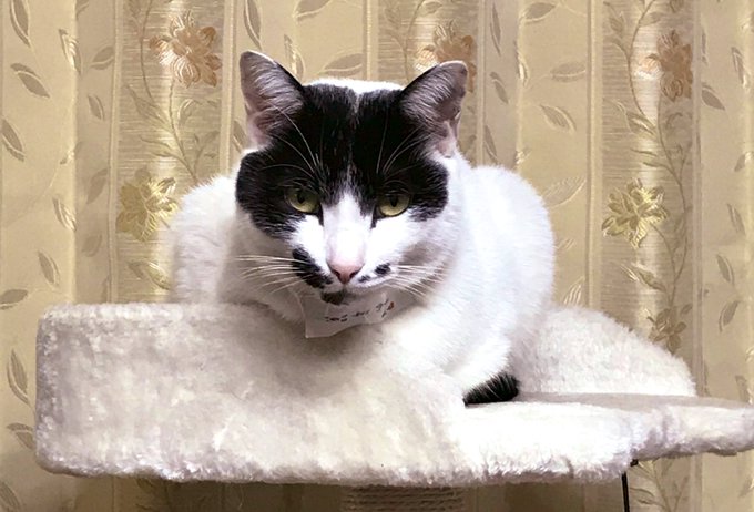 ストーブのTwitterイラスト検索結果(古い順)。