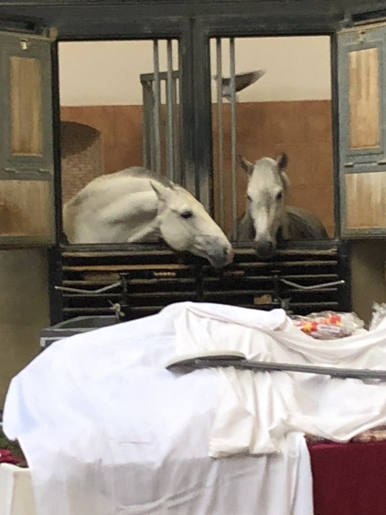 HariboHarryPony's tweet photo. So myself &amp; @PonyTommyboy get left behind so humans can enjoy themselves in Vienna. Apparently they’ve  been to visit our hoofing mates at the @RidingSchoolAT 
Happy New Year everyone. @aponyhour @archiesauraus @HumbugAndToby @NPMounted @ASPoliceHorses @CityHorses @tommy_pegasus https://t.co/RpDswC0Ch6