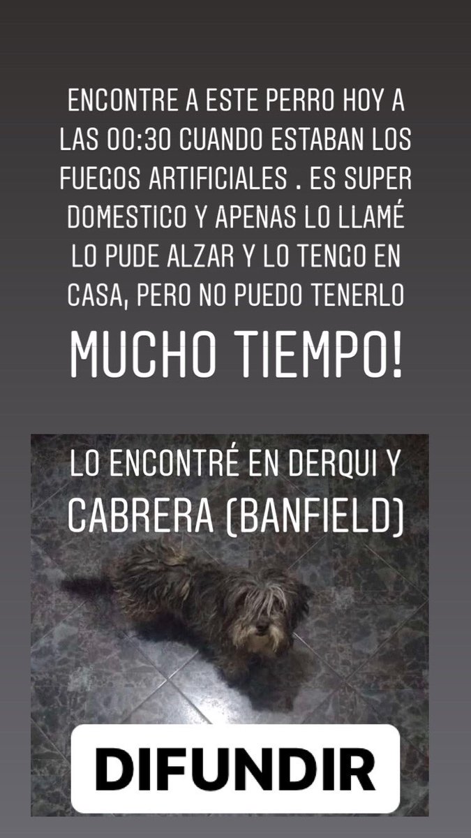 ThomasIngino's tweet photo. 🐶DIFUNDIR🐶 Lo encontre en Derqui y Cabrera (Banfield), cualquier cosa me dicen!! https://t.co/NghDltV9ar