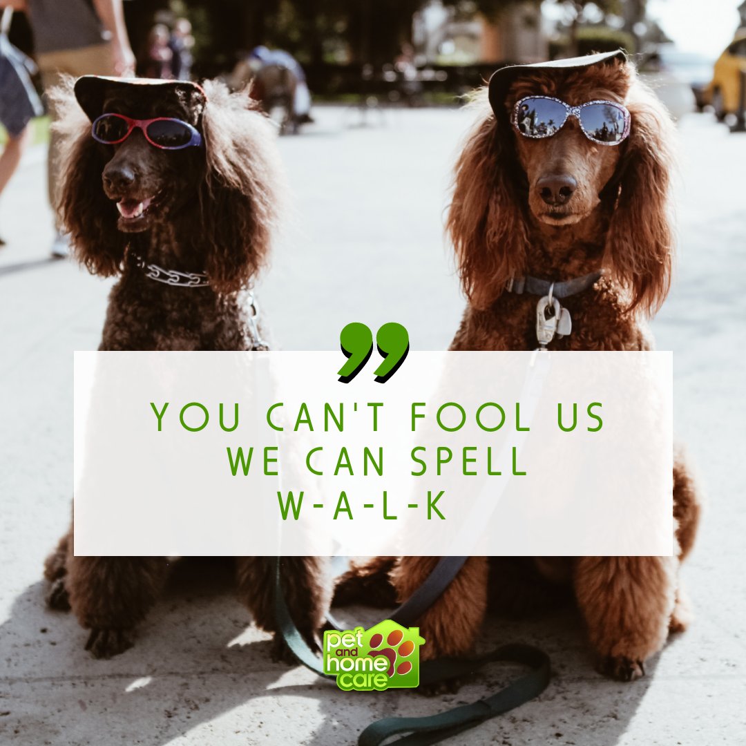 Does your dog go nuts when they hear 👂the W-A-L-K word? 😂

How do they react when you say that word?

#dogwalk #dogwalker #petsitter #gaithersburgmd #germantownmd #potomacmd #ijamsvillemd