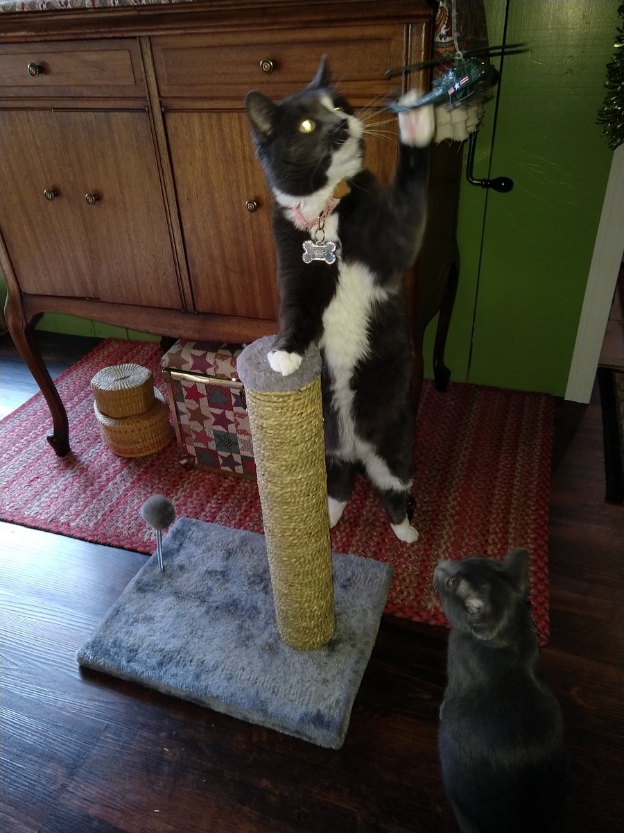 jeffskogstad's tweet photo. Our daughter's new kitten Enzo dropped by today. He and Twylla got into a bit of trouble atop the Empawer State Building skyscratcher. However, mankind's weapons were no match for nature's fury. #KingEnzo 🦍#Twyzilla🦖 https://t.co/h9iXTOq2T3