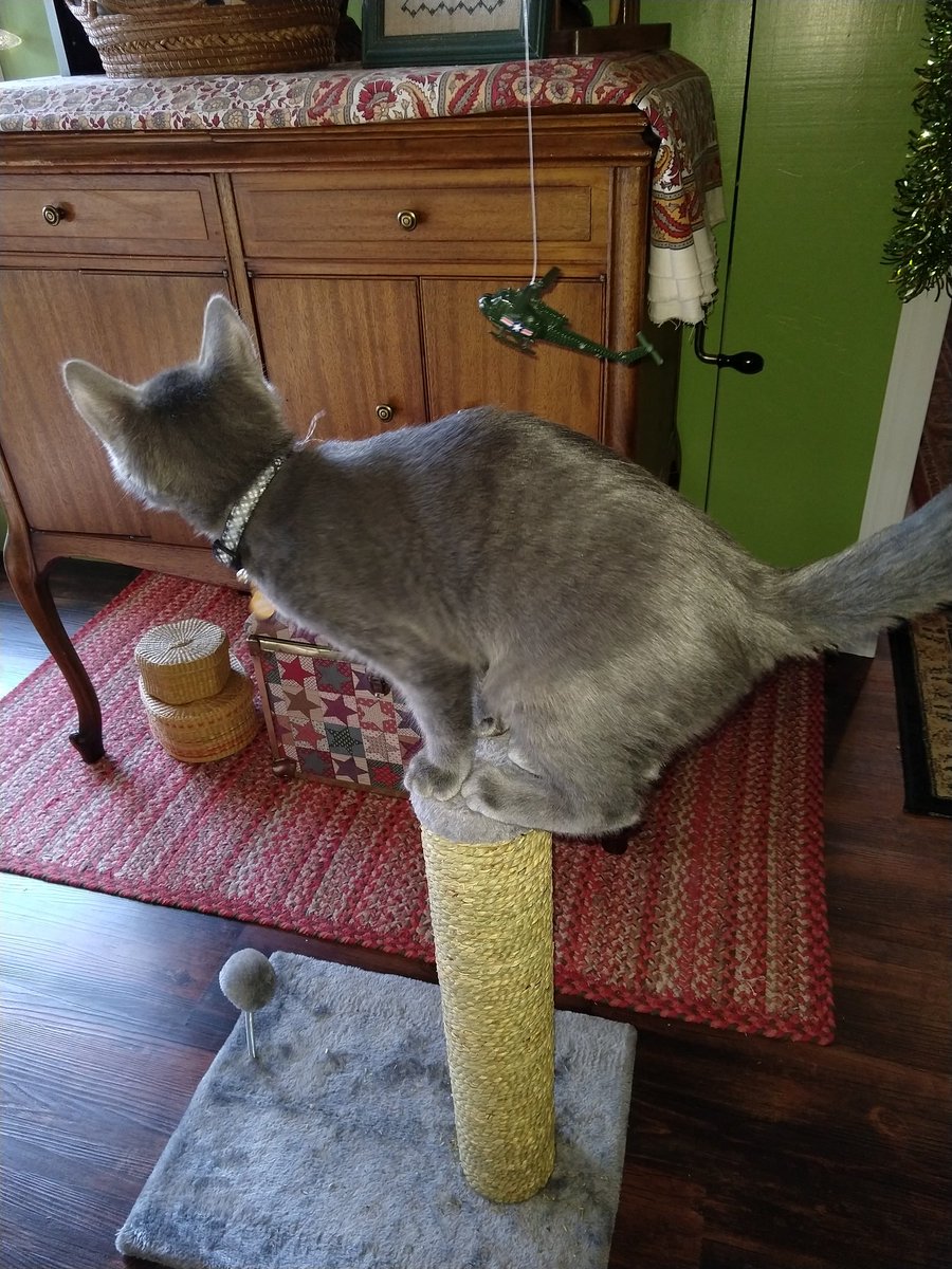 jeffskogstad's tweet photo. Our daughter's new kitten Enzo dropped by today. He and Twylla got into a bit of trouble atop the Empawer State Building skyscratcher. However, mankind's weapons were no match for nature's fury. #KingEnzo 🦍#Twyzilla🦖 https://t.co/h9iXTOq2T3