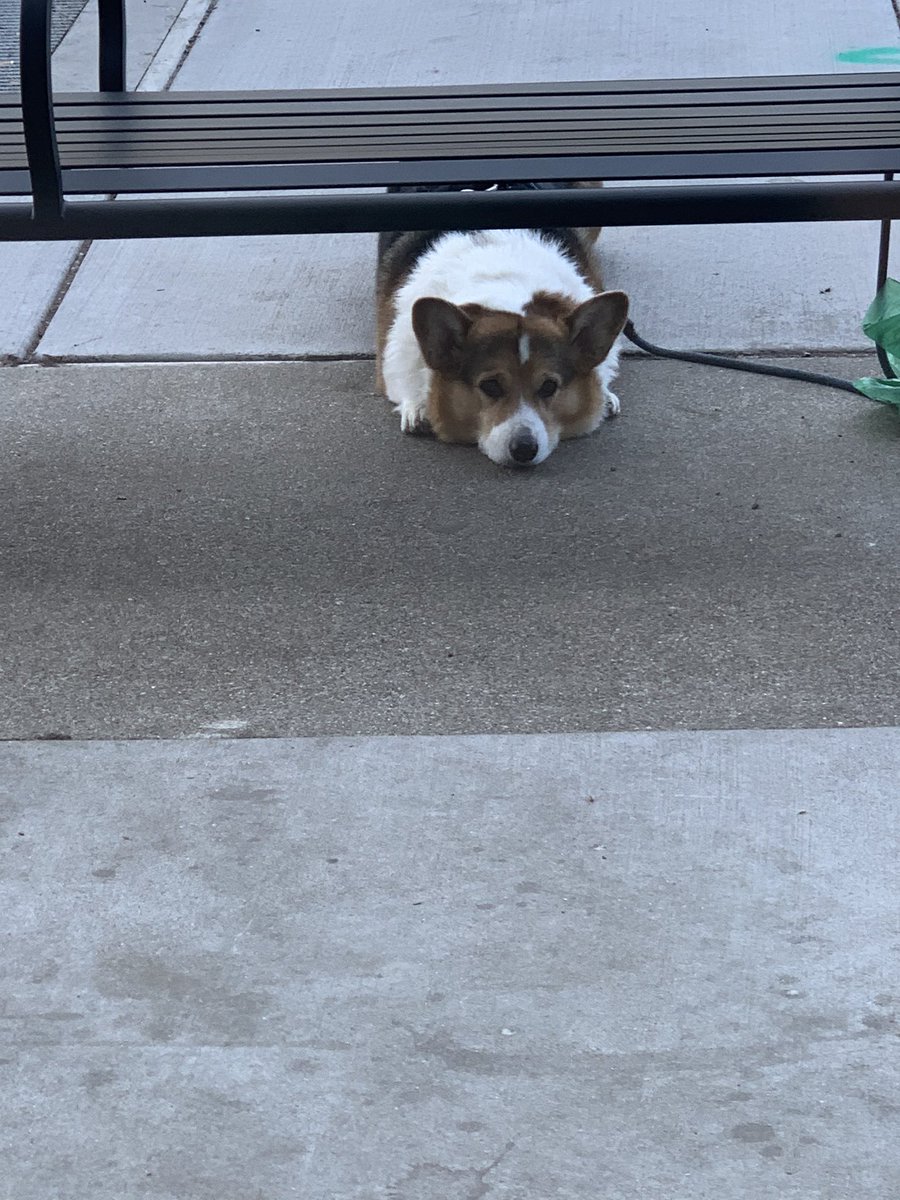 Corgi look at me