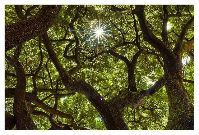 irapercheco's tweet photo. Feliz Amanecer, Gracias por despertar.
#FelizDíaTodosLosDías
#1rodeenero 
#añonuevo2020 
#Nikon
#caracas
#verde
#greenTree https://t.co/9M0UKIqrNp https://t.co/rxzGW3vuGe