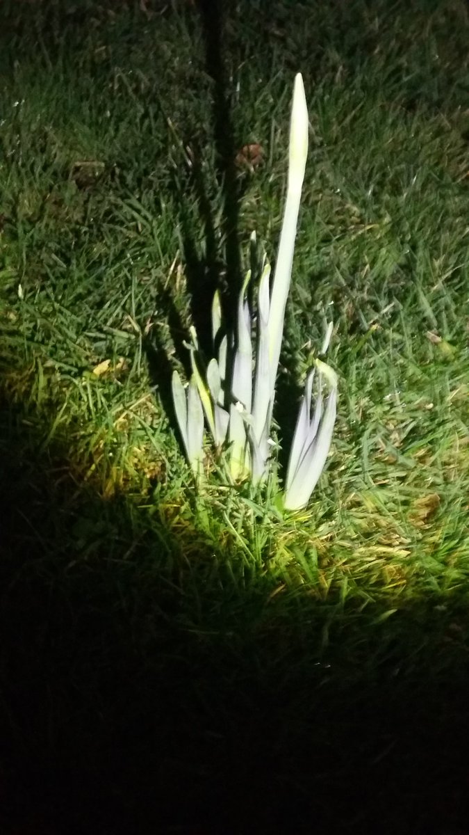 PhilipBreslin's tweet photo. Daffodils #springcomesearly https://t.co/16Zwhcrk7M