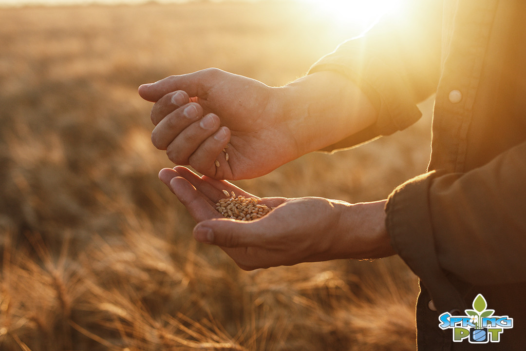 REALspringPOT's tweet photo. What's our resolution for 2020? To keep helping you grow whatever you dream about growing. What resolutions have you made for the year ahead? https://t.co/1ElJtHjLAM