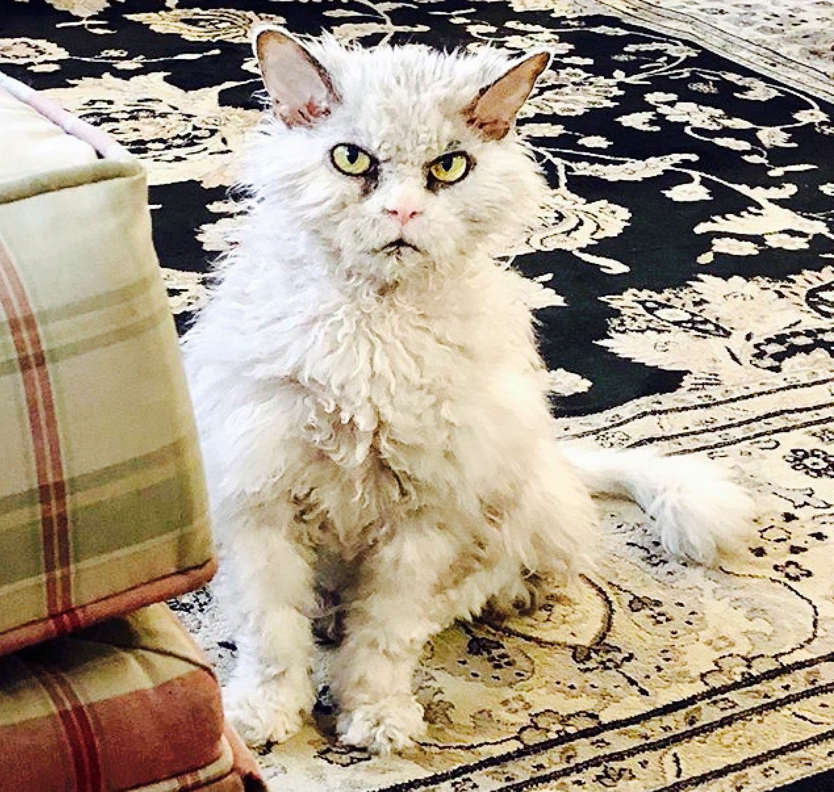 sweetrhythms's tweet photo. You FORGOT you were out of conditioner when you bathed me ?!! Unacceptable!!
Pic by #pompousalbert
Pic via @instagram https://t.co/SAckA7MtOv