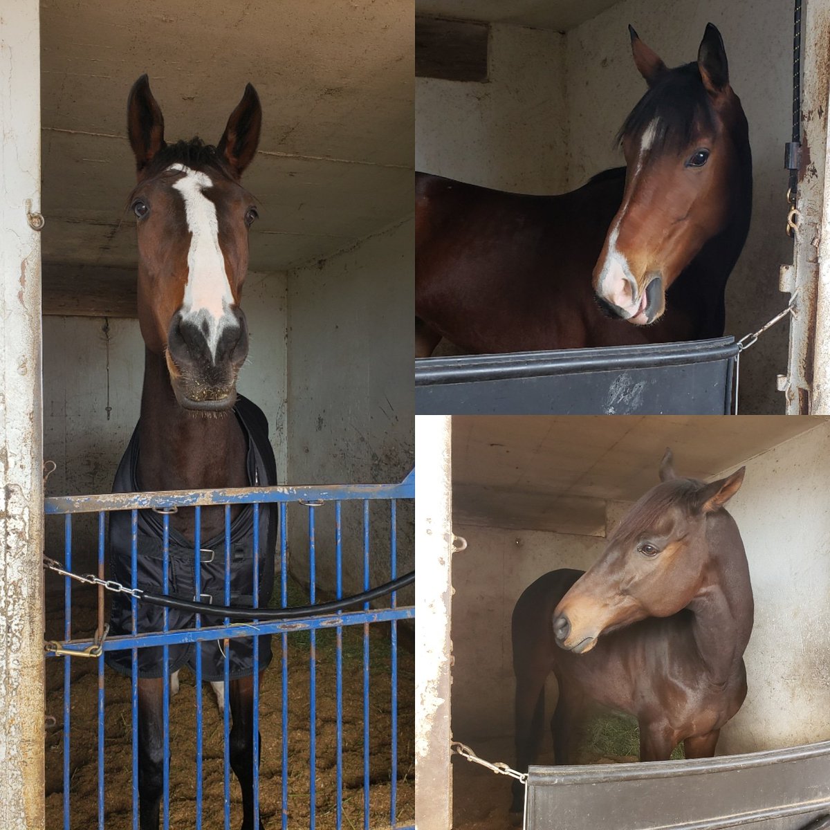 stephanie_herb's tweet photo. Wishing my 3 kiddos a Happy Birthday!!! Cosquillas turns 3 today, Cashemere Bliss turns 5, and Temple Keys turns 8💚👑🖤 Love these three! They always try so hard and are so very spoiled! #Cosquillas #CashmereBliss #TempleKeys #HappyBirthday #HRacing https://t.co/3HB3qh0n1Q