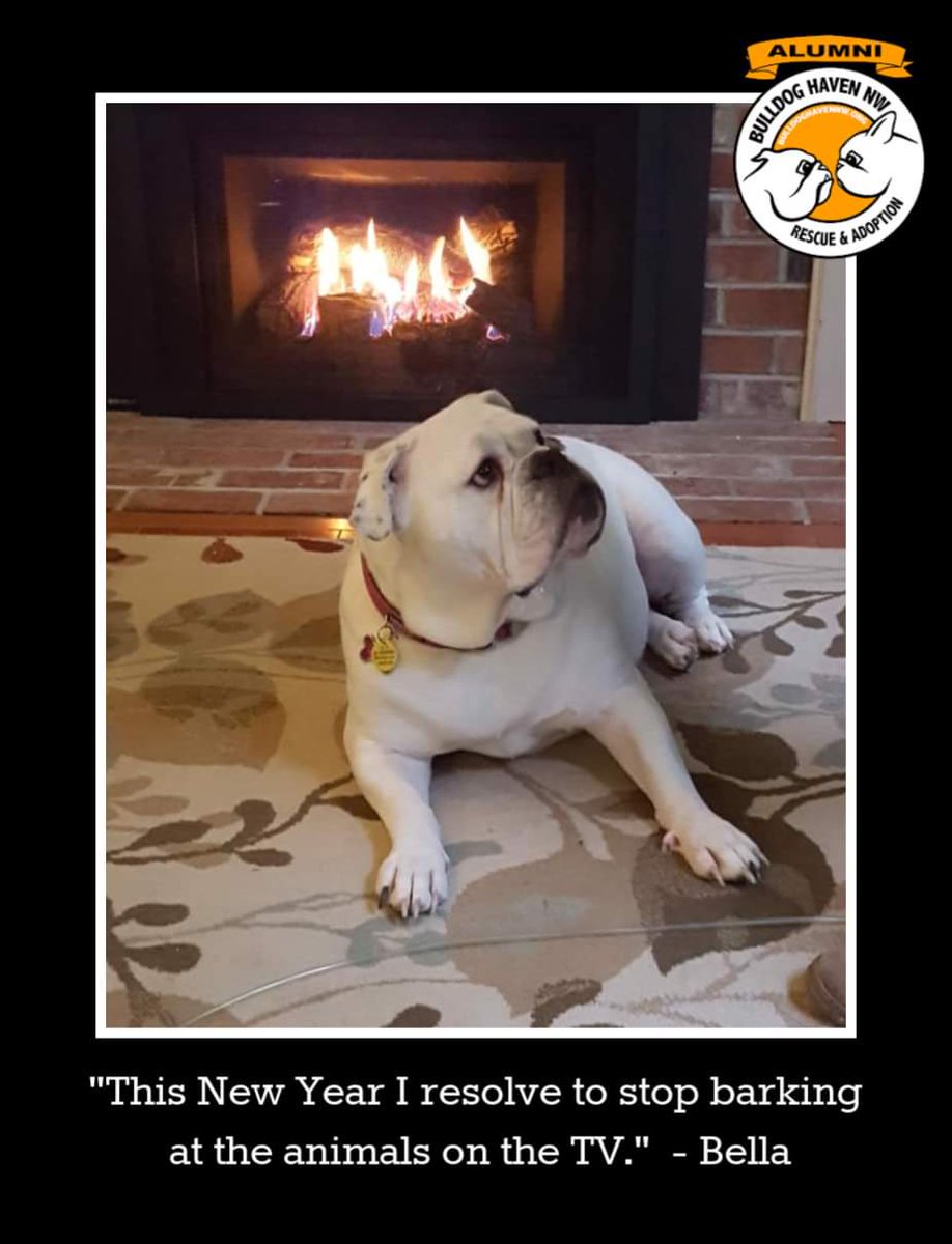 BulldogHavenNW's tweet photo. Happy New Year! And Happy Birthday to the SeaPups!!! These 8 cuties were born on New Year's Day last year, and we thought it would be fun to get an update on each of them...
https://t.co/uTGp55ORwp
Happy Birthday, #seapups!
#bulldoghavennw #dontshopadopt #adoptionworks https://t.co/xkcovp96GG