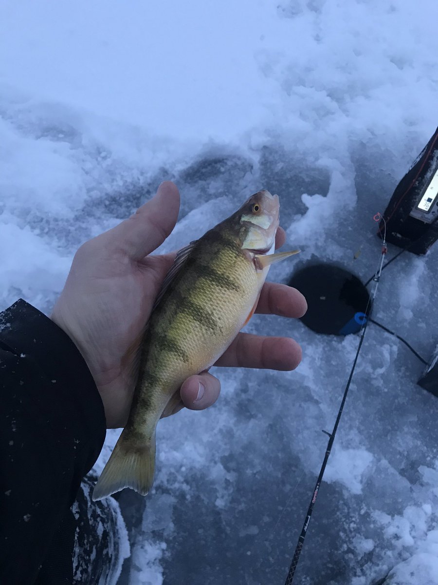MtnWestIceFish's tweet photo. Starting the year off on the right foot.
#underarmour #yeti #sportsmanswarehouse #mtndew #icefishing
#uglystik #jawjacker #procurebaitscents #maniaclures #marcumshowdown #bft #jetsled #clam #customjigsandspins #coldnationoutdoors #icefishingnation
#801 https://t.co/lS7dKnQqLx