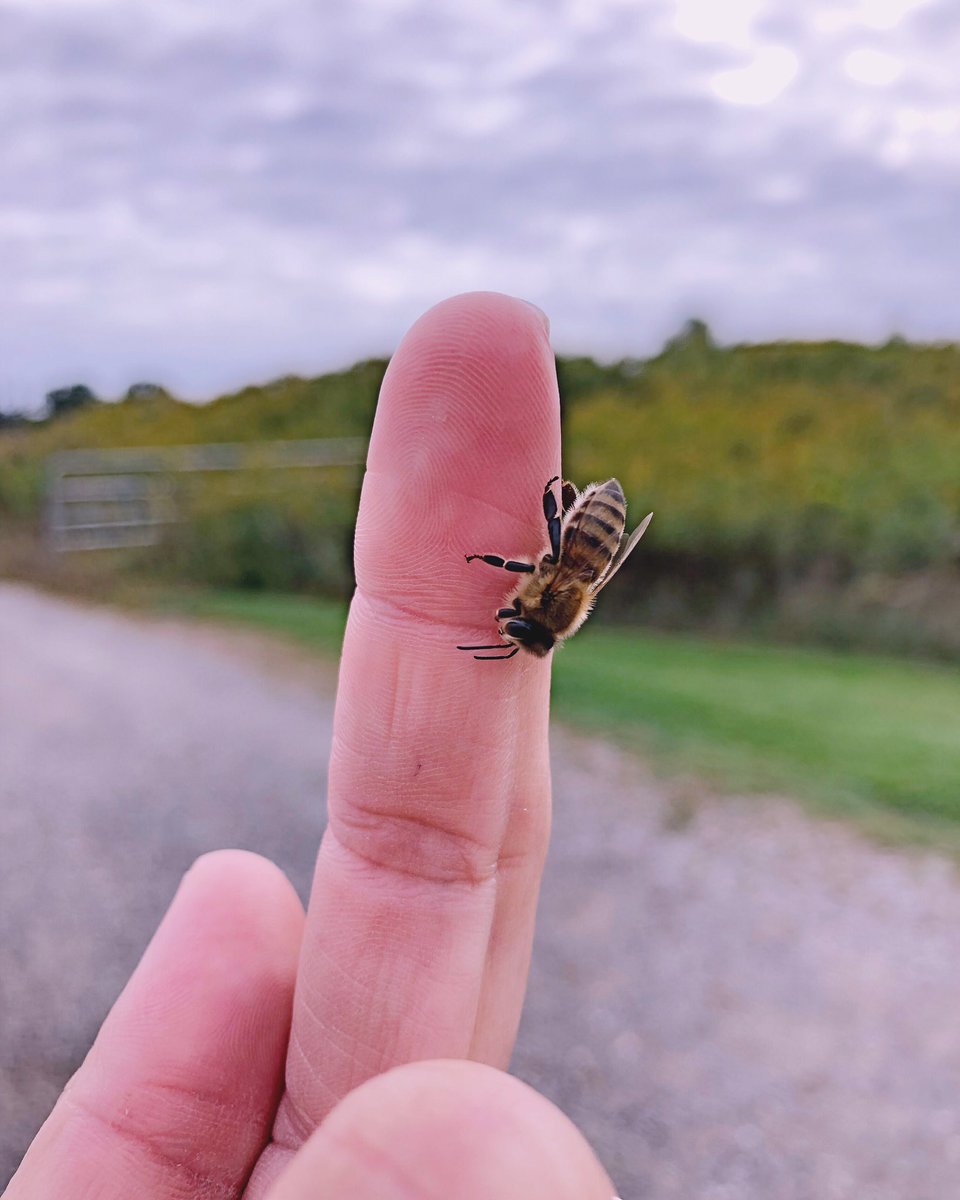 ☝️1st day of 2020! 🐝 Hurrah for another round of the roaring twenties! It’s going to be bee’s knees everybody! 😉  #twenties #NewYearsDay #beekeeper #HappyNewDecade #honeybee