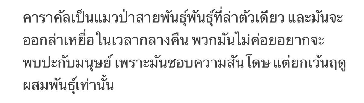 impeachhh_'s tweet photo. สรุป Caracal cat เป็นสัตว์รักสันโดษนะคะ! #เก๋ไก๋ https://t.co/HN9U8aSwYO