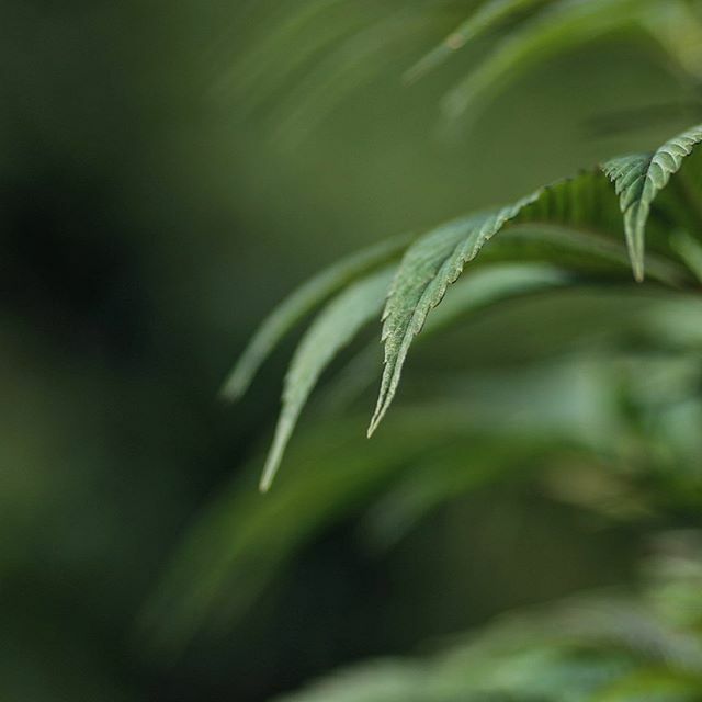 bchopco's tweet photo. With the start of the 20’s today, we wanted to introduce you to the new side of #BCHOpCo // CBD from Hemp has helped millions to recover, thrive, and live a more stress-free life. By growing and processing Industrial Hemp into Rex™, we have found the… https://t.co/5RxFSIhwzG https://t.co/aHBvldrvhm