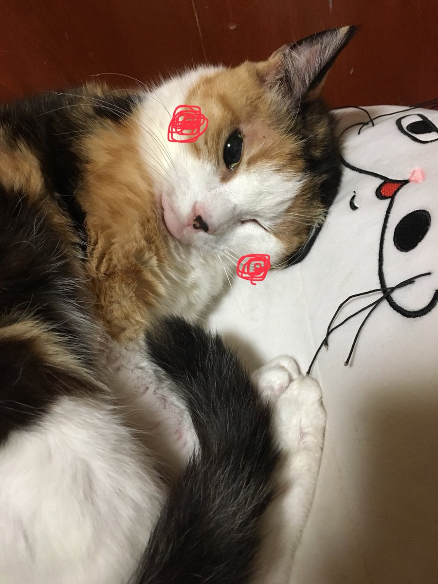 laugh_maker__'s tweet photo. あけおめ🎍 https://t.co/iyLMbulDI0