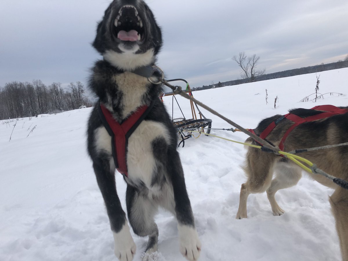 At the edge of the field, I stopped to give Leap (and the other dogs) some praise and pets, but she was having none of it. She was having way too much fun for breaks. Time to run more! And MORE!