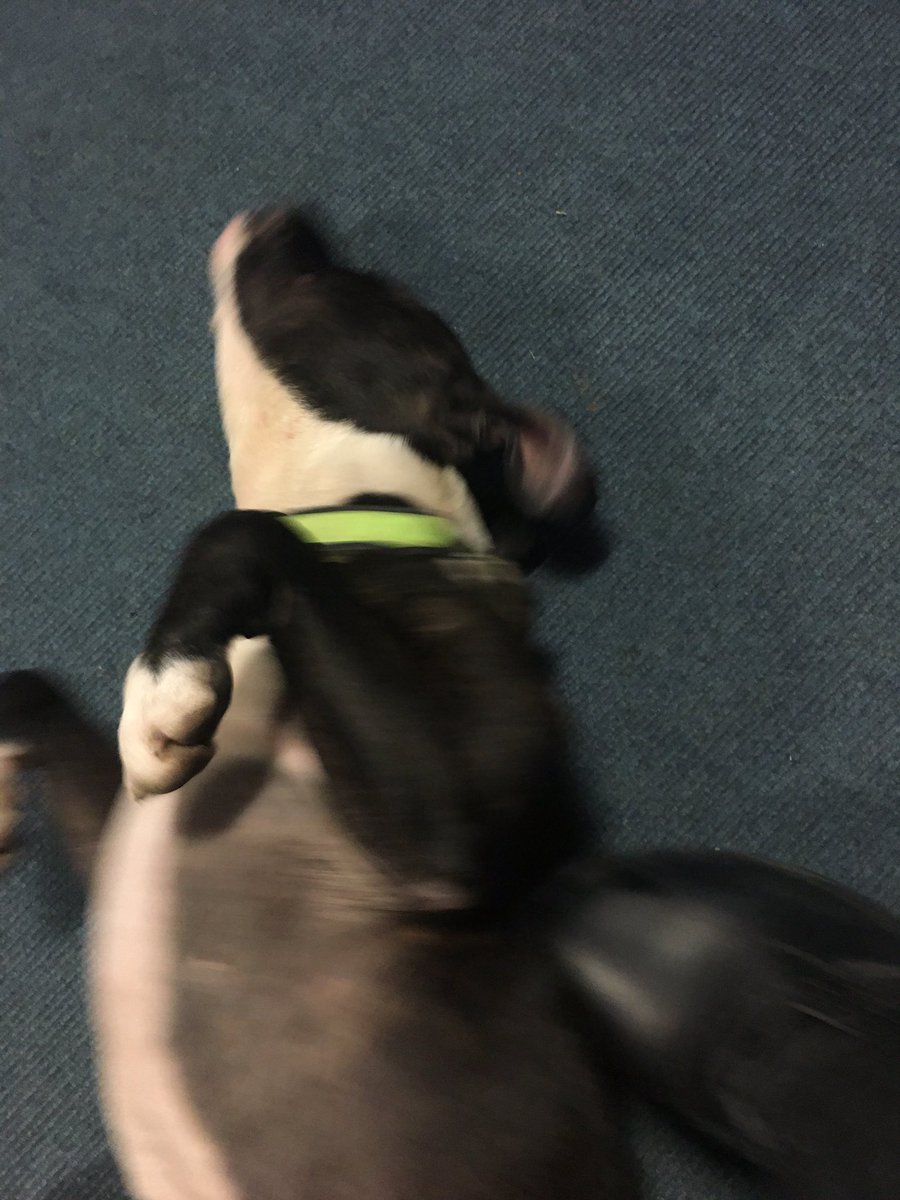 Has anyone lost a dog? We have a small staffy with a collar and he is chipped, we have the chip number &amp; are making enquires,found 10 mins ago running around the front of the police station. Call us and ask for duty sgt @ BSE station @FINDMISSINGDOGS <a href="/SuffolkPolice/">Suffolk Police</a> #1528