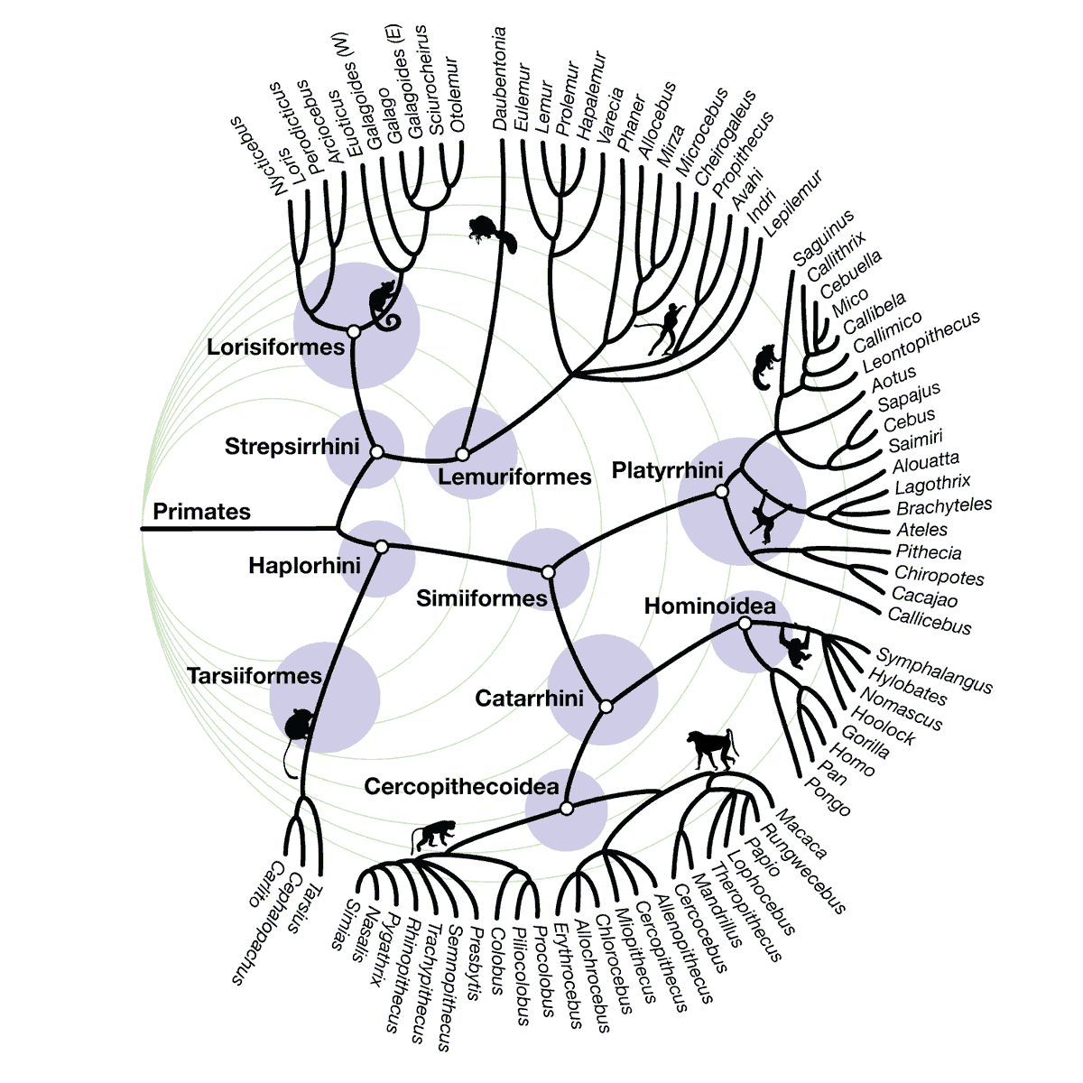 Phylogeny of living primates, separated into 81 genera. Image by John Hawks, following the phylogeny presented by Roos and ZInner 2016 https://doi.org/10.1002/9781119179313.wbprim0394 Silhouettes from phylopic.org.