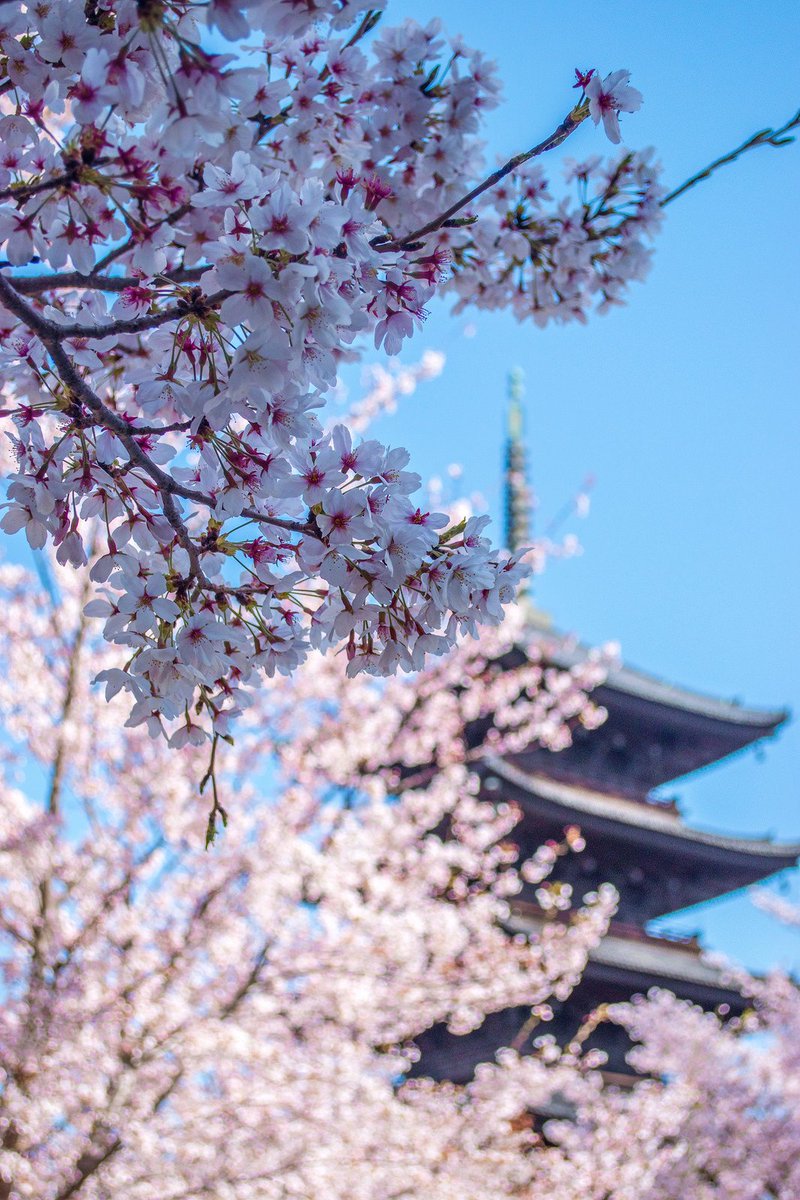 Japan_In_Image's tweet photo. Toji Temple - Kyoto
📷Inefekt_japan
#japan #japantravel #Kyoto #temple #garden #cherryblossom https://t.co/i5vVVPKWSZ
