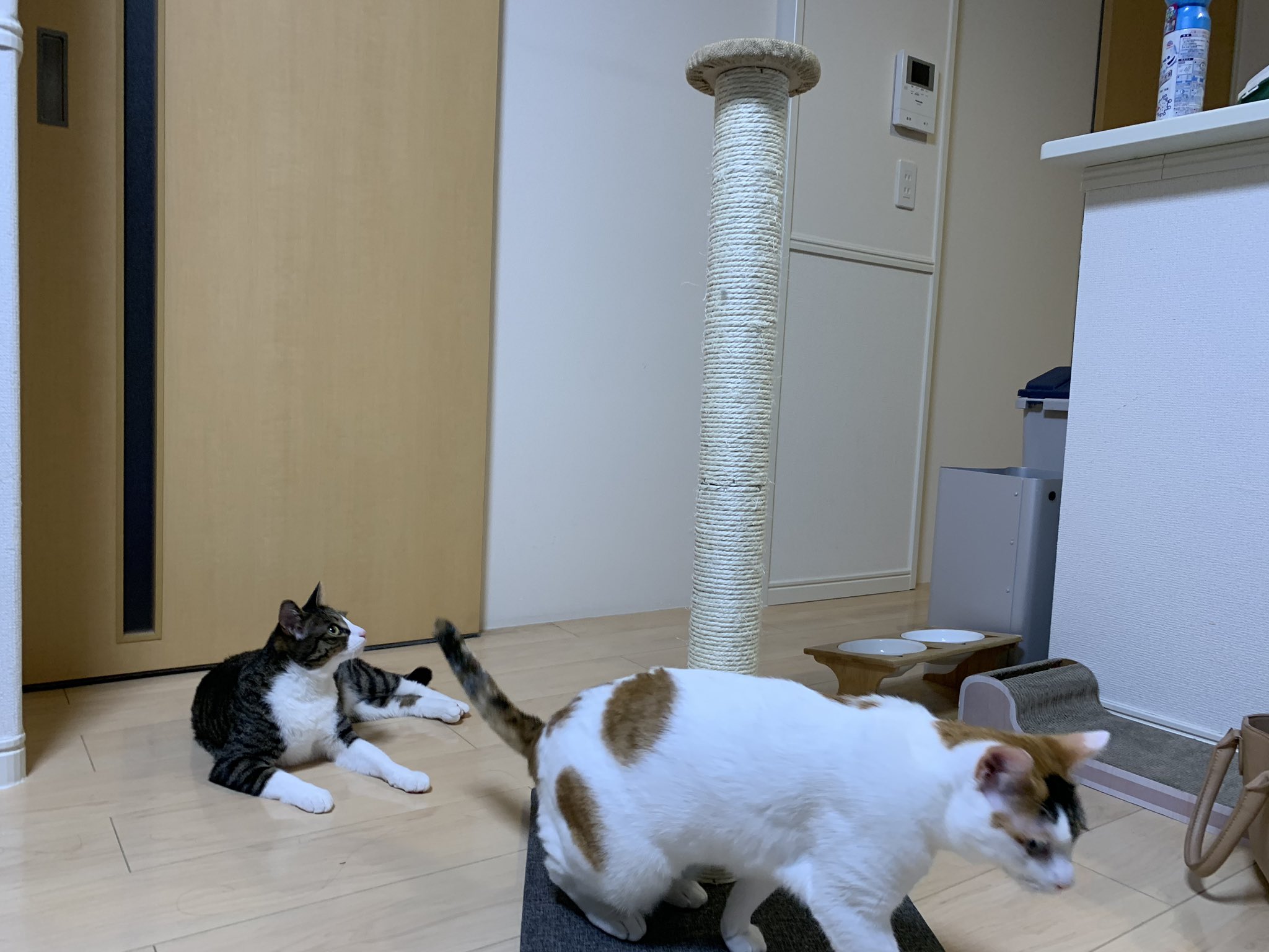 ペッツワン Twitter Search Twitter