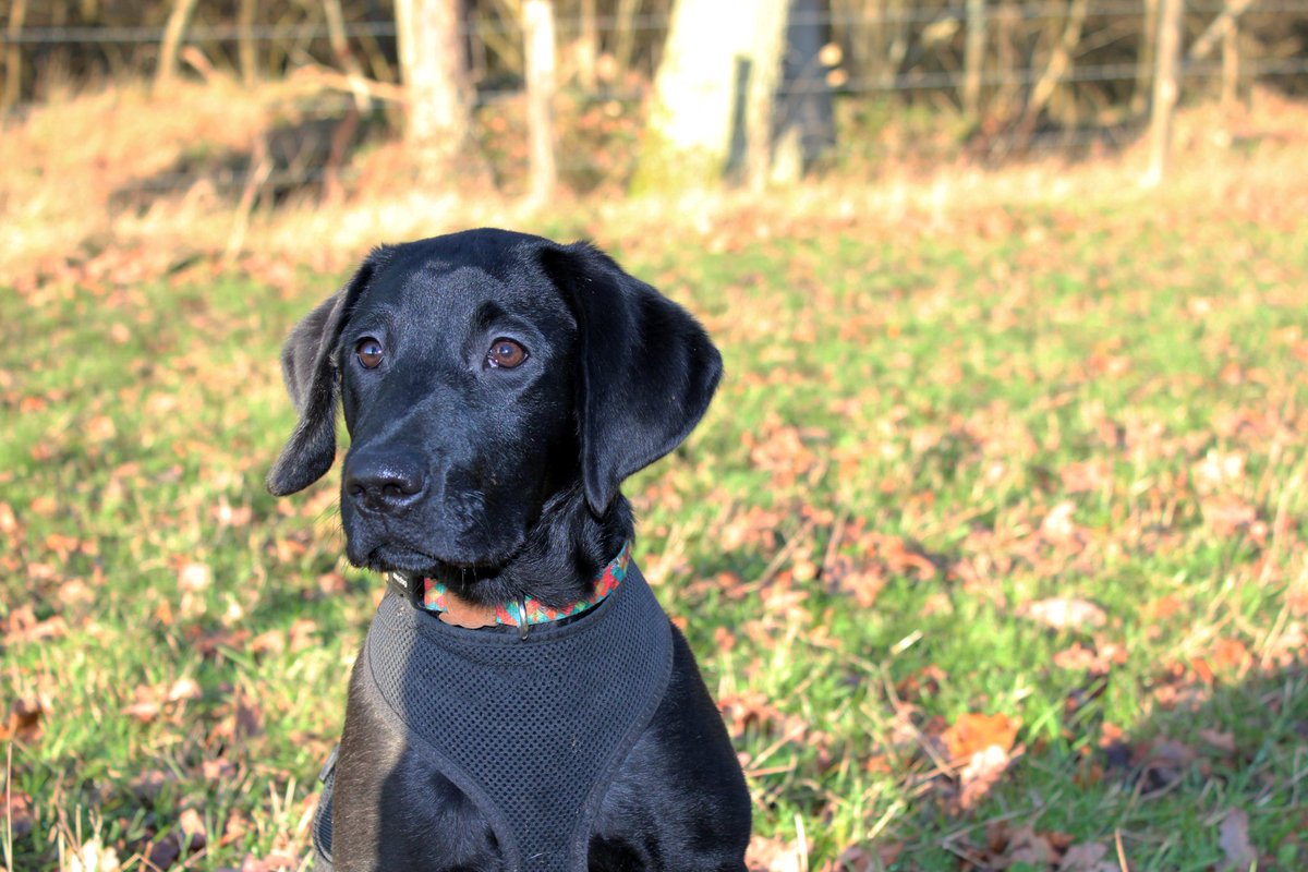 grace_blake's tweet photo. Kicking off 2020 with photos of my favourite labrador puppy 🥰 https://t.co/AbNl3CMjQi