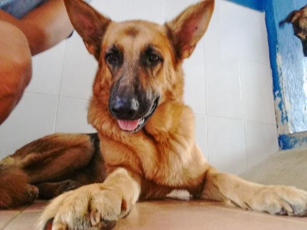 Empezamos el año con Can, pastora alemana de 4 años con leishma controlada, nos la dieron junto a sus 5 hijos. Obediente, cariñosa, inteligente, buen carácter, buena con gatos, perros, niños. Lo tiene todo menos un hogar. Os recordamos que estamos en La Nucía, Alicante.