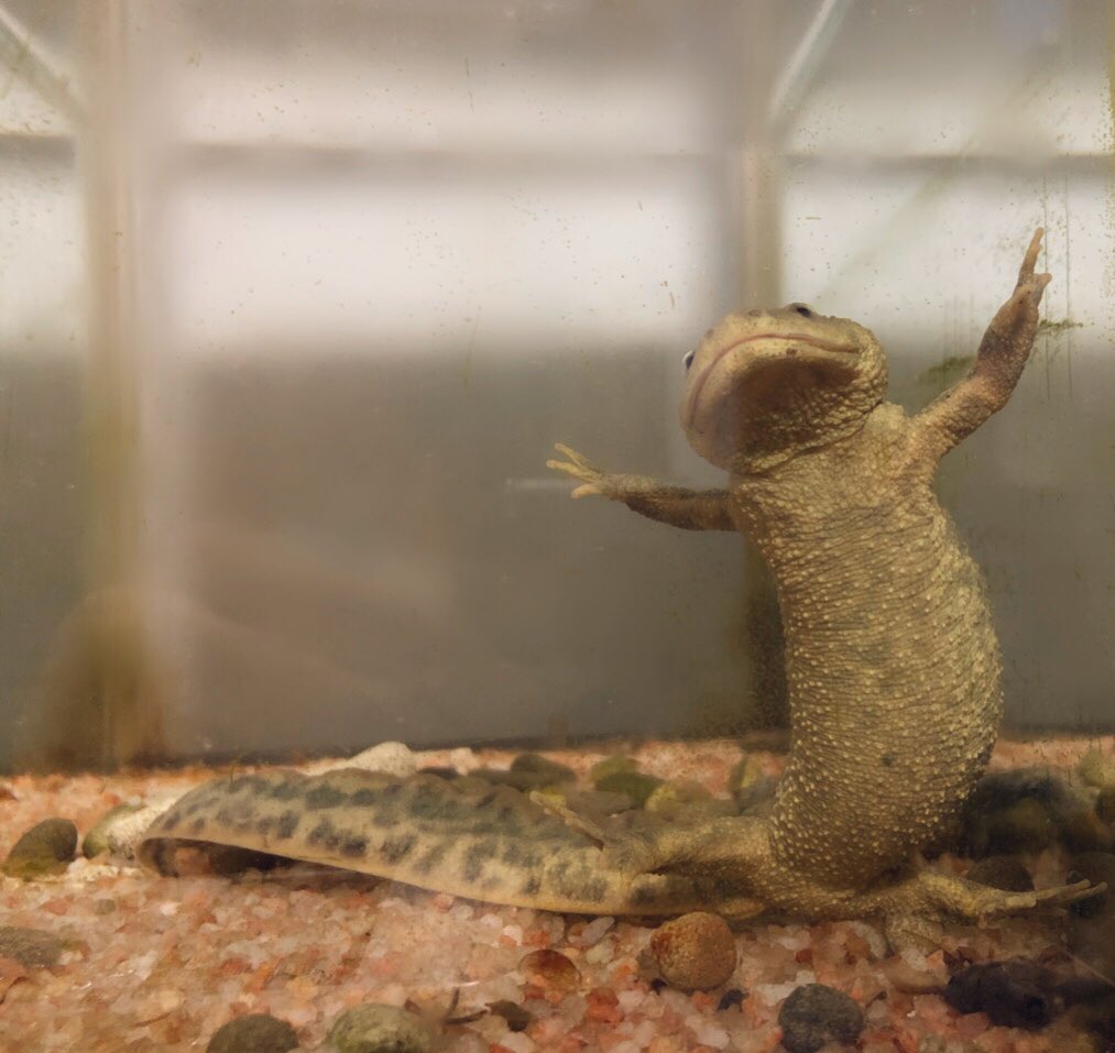 ド スペインイモリ T Co 7wgxcd6umb Twitter ド スペインイモリ T Co 7wgxcd6umb Twitter