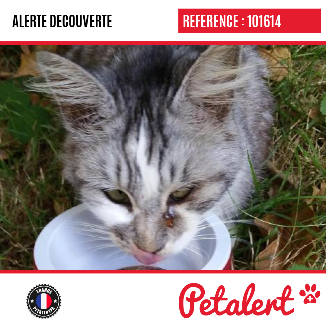petalert_france's tweet photo. Trouvé #Chien #TerritoireDeBelfort #Botans #Petalert #PetAlert90 / https://t.co/DfLwWIZMc8 https://t.co/nP3THSSlXR