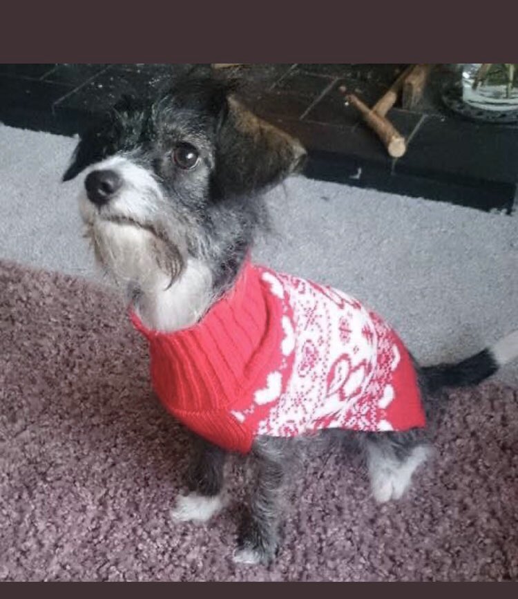 Spaniel Alert On Twitter Little Poppy Is Stolen She