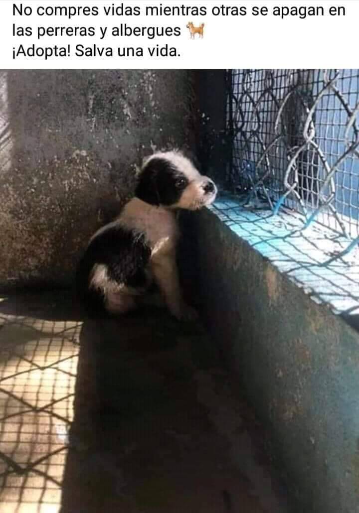 .#AdoptaNoCompres  #AdoptaUnoSinCasa