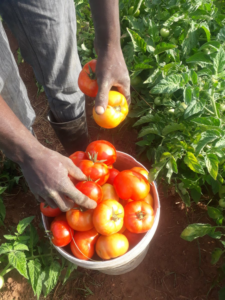 Limon Jack tweet media