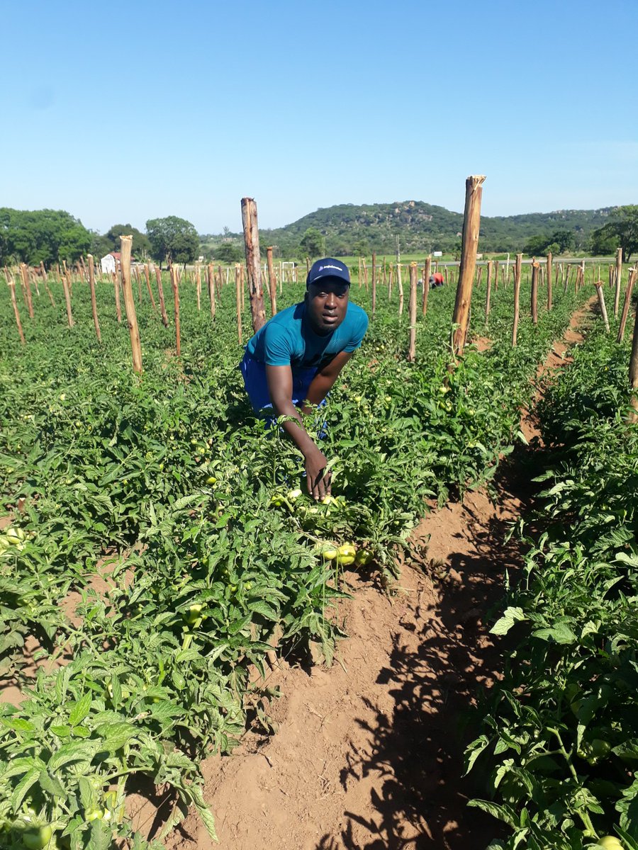 Limon Jack tweet media