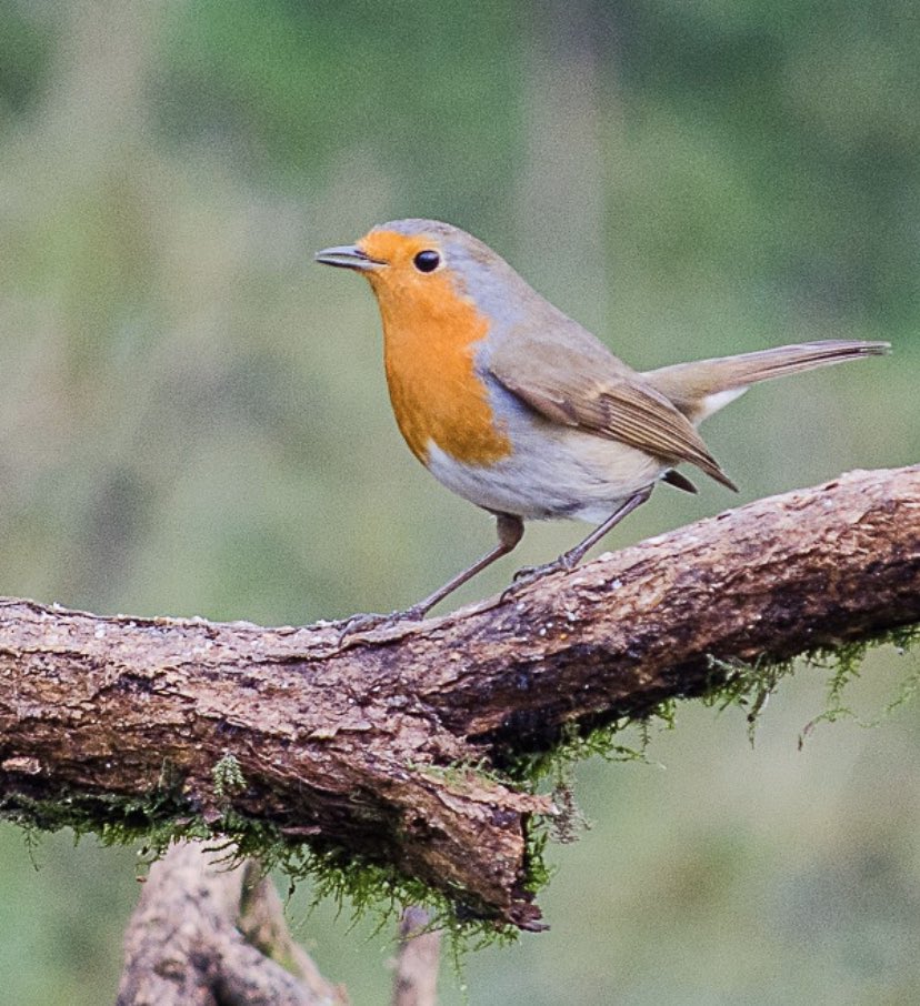Gary Orme tweet media