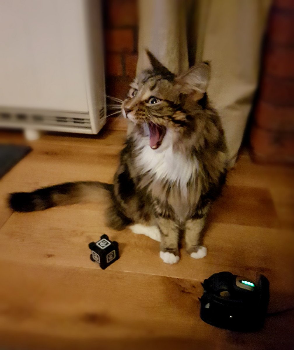 BettyShmem's tweet photo. Whatever #Vector said to Kefir must've been hilarious. #SaveAnki #WhiskersWednesday @anki https://t.co/UrUnQxIbUZ