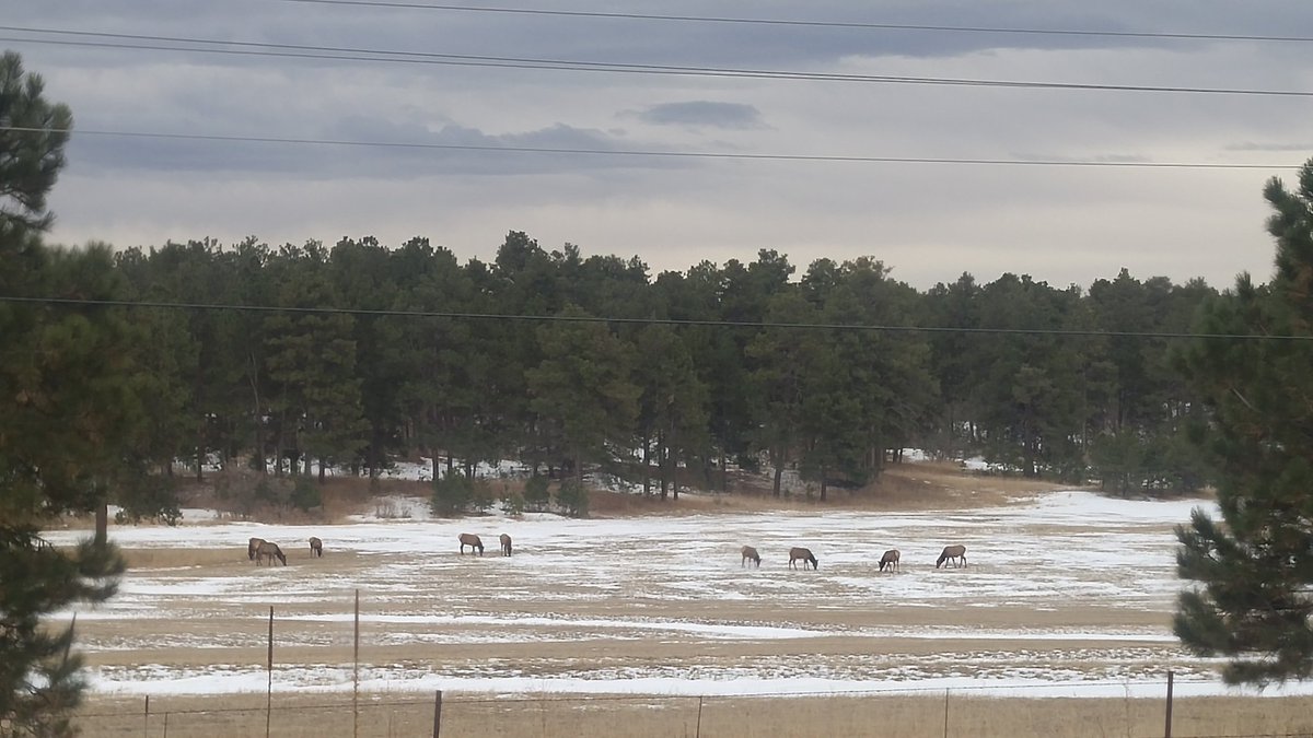 RepLebsock's tweet photo. Elk today in El Paso County https://t.co/Ee54BkFgsg