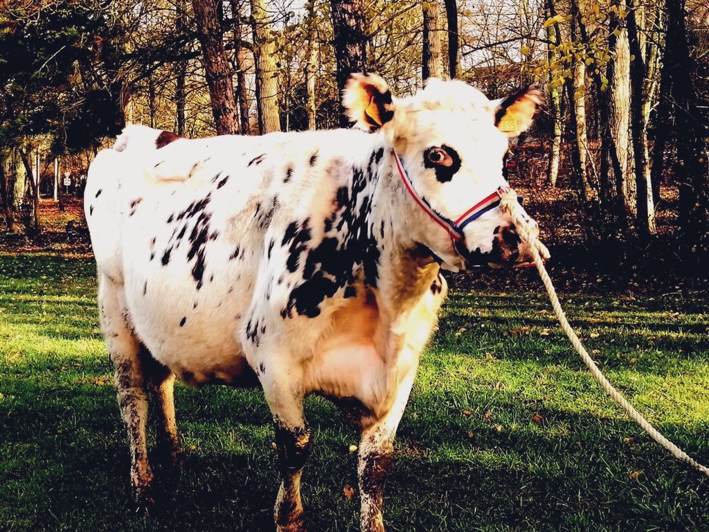 tnla2020's tweet photo. Ça y est nous sommes en 2020!! Toute l’équipe du TNLA du Robillard ainsi que leurs vaches Houlette et Echarpe vous souhaite une bonne et heureuse année 2020 !! 🎊🎉
#tnla2020 #tnlaofficiel #OpenRob https://t.co/Ni6MlJLnIj