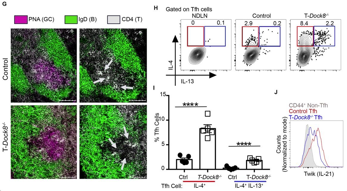 mmw_lmw's tweet photo. #FollicularHelper_Subsets | Regulating #HighAffinity_IgE_Responses | #AllergenSpecific #TFH13 | IL-13hi IL-4hi IL-5hi IL-21lo | BCL6 and GATA3 | Stephanie Eisenbarth @StephanieEisen @YaleBIO @sciencemagazine https://t.co/5LZuZXNPut | #2019_Aug_ReCap https://t.co/vBteOQ1170