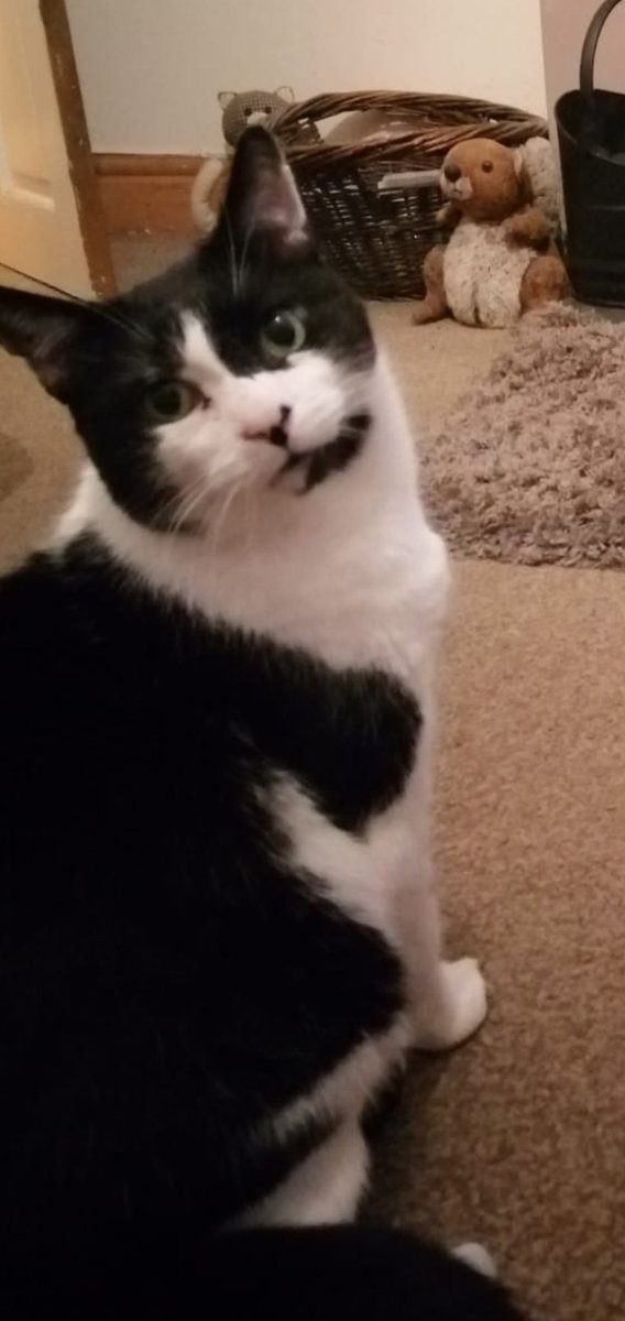 Karen78715869's tweet image. Missing cat Alfie
#lostcats #foundcats
He has been missing from Caister On Sea since October. Please share as much as you can as we really want him home again.