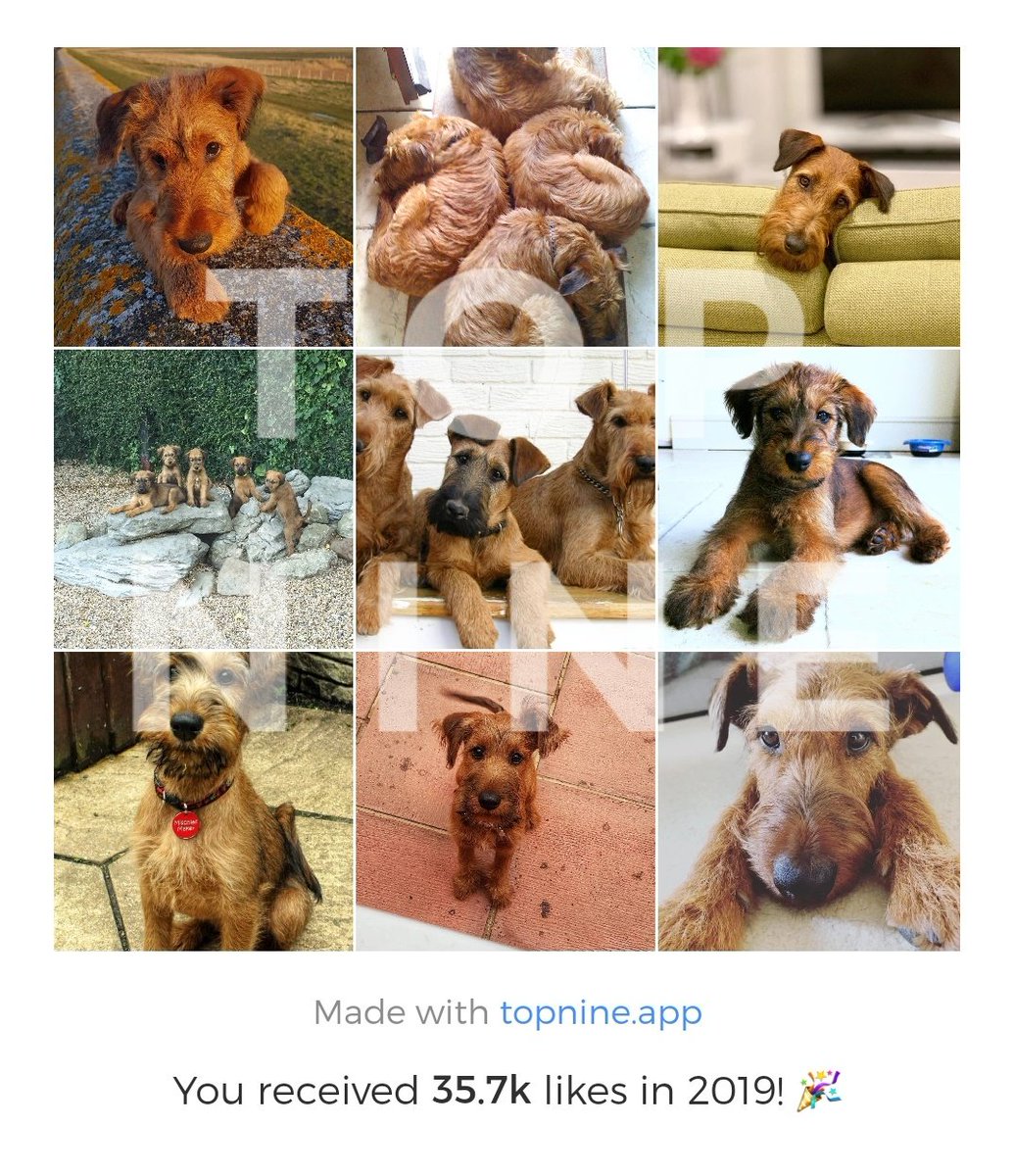 Our top 9 Instagram pictures for 2019! ❤🐶

#top9of2019 #top9 #NewYears2020