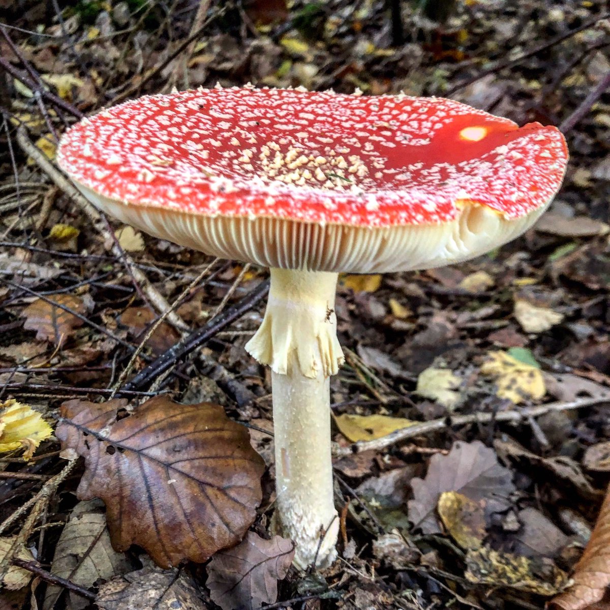 Patrick_Kunkel's tweet image. Also, #Twitteria, wegen diesem ganzen Glück für das neue Jahr und so... dachte, da stelle ich schnell noch mal nen wundervollen #Glückspilz in meine TL...
Für Euch alle...
🍄✅
#letsflyhigh