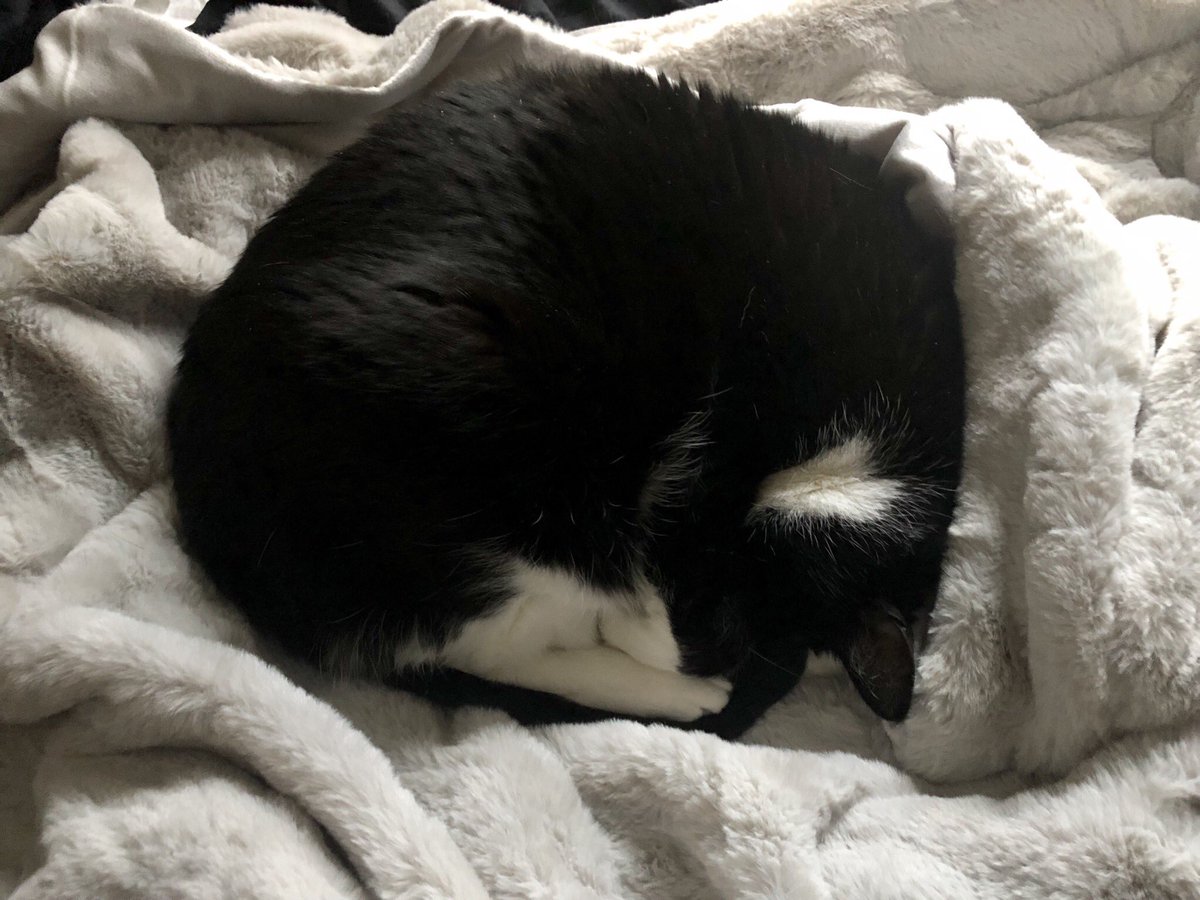PonteufTheCat's tweet photo. I’m celebrating the New Year the best way I know. #catnap #happynewyear2020 https://t.co/b3zpnzbjda