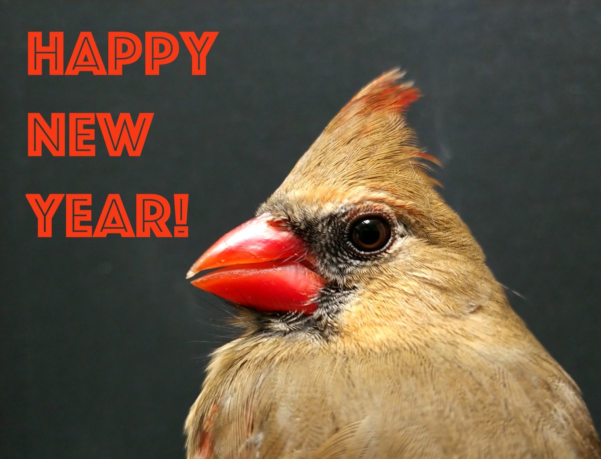 birdbike613's tweet image. I wish everyone a wonderful year ahead!

My #Resolution2020: Encourage more people to make their homes, schools &amp;amp; workplaces safer for birds like this female Northern Cardinal, my first #windowcollision patient of 2020.

safewings.ca/homes