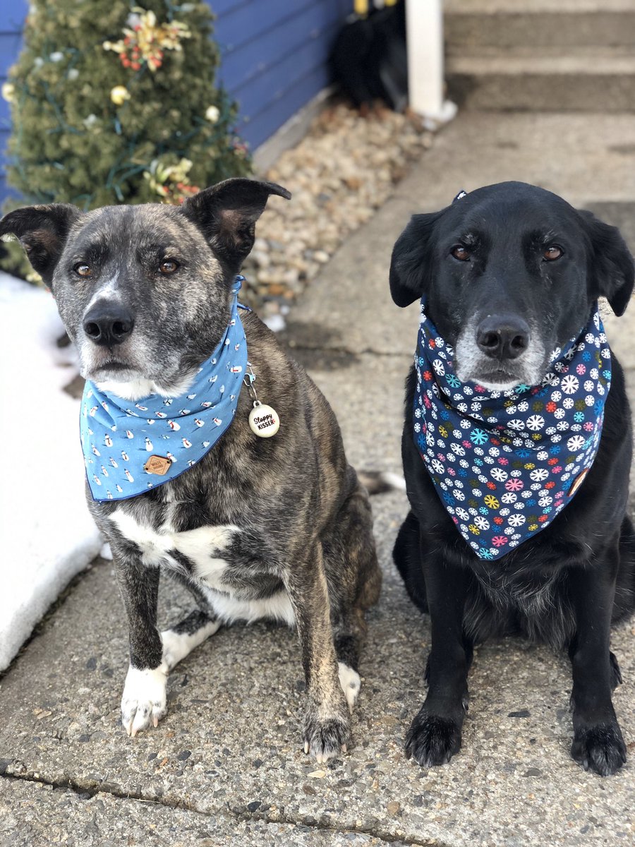 Happy New Year friends!! 🥳 We wish everypawdy a wonderful 2020! 💙❄️☃️💙#daisyandrosie 

#NewYearsDay #plotthoundmix #labmix #rescuedogs #dogsoftwitter #NewYearsDay2020 #dogsarefamily @dogcelebration #AdoptDontShop 🐾🐾