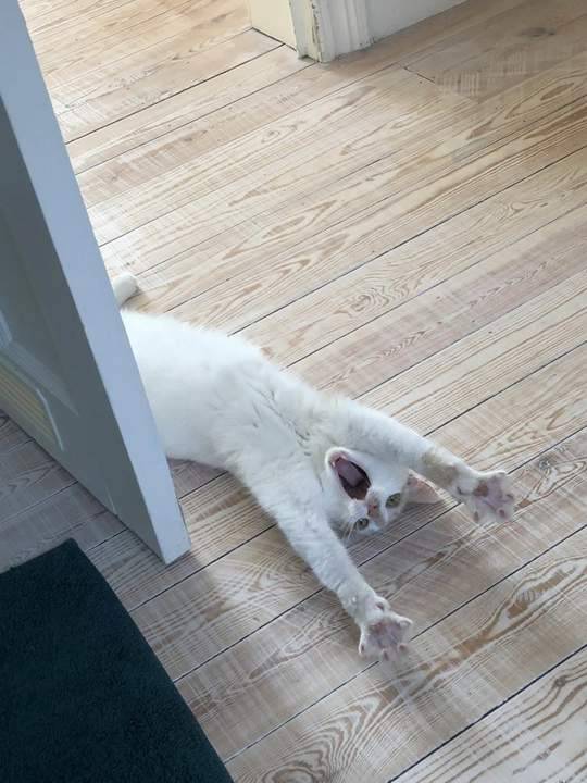 KittyOfTheDay's tweet photo. Doorstop 🙀
#cats #catlovers #CatsOfTwitter #catsarewild #CatsOnTwitter #whiskerswednesday https://t.co/dj4MHx6T0a